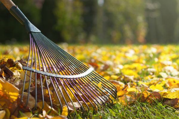 Leaf Cleanup Service in Norristown
