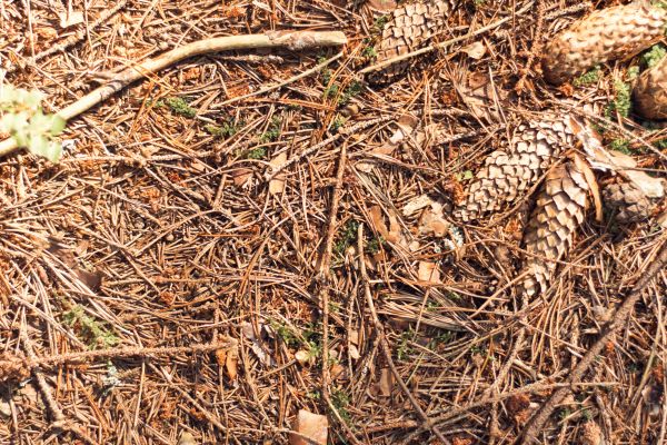 Pine Needles Removal in Norristown