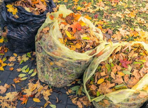 Yard Cleanup Service in Norristown