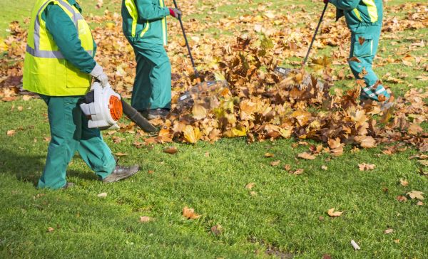 Leaf Maintenance in Norristown