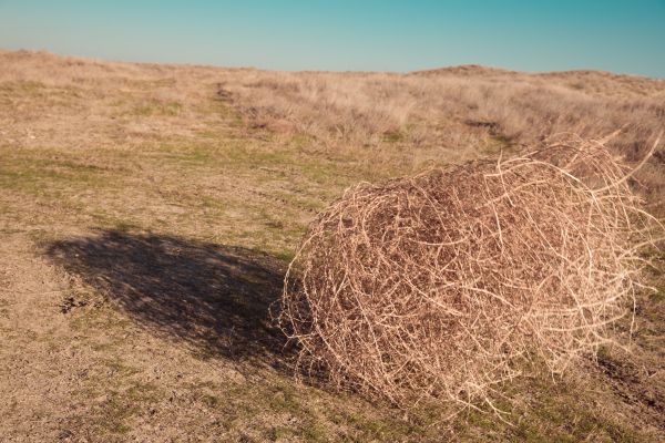 Tumbleweed Removal in Norristown