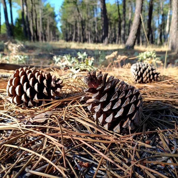 Pine Cone Removal in Norristown