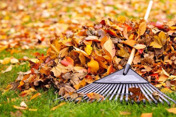 Yard Leaf Removal in Norristown