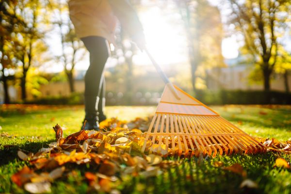 Leaves Raking in Norristown