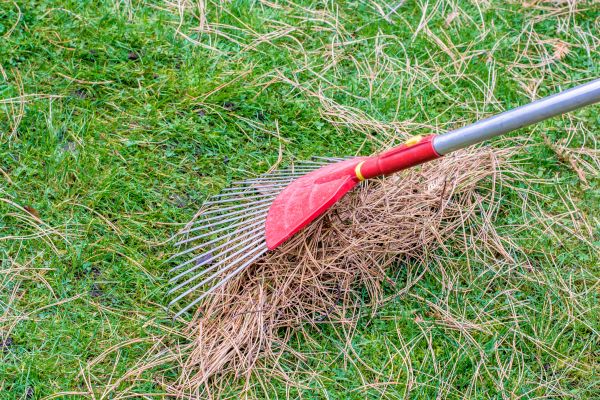 Yard Raking in Norristown
