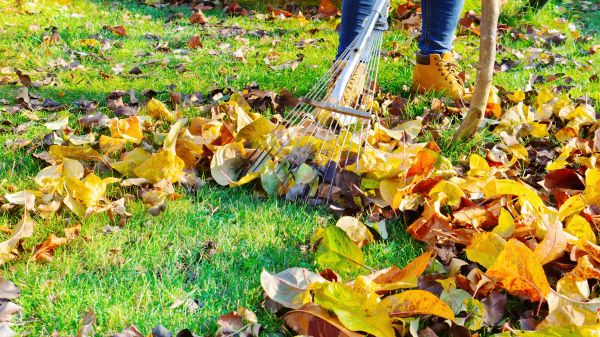 Autumn Leaf Removal in Norristown