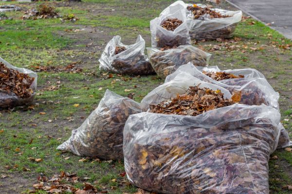 Leaf Pile Disposal in Norristown